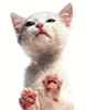   shop4pets